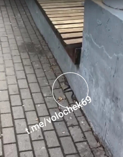 В Тверской области змея выползла прямо к людям