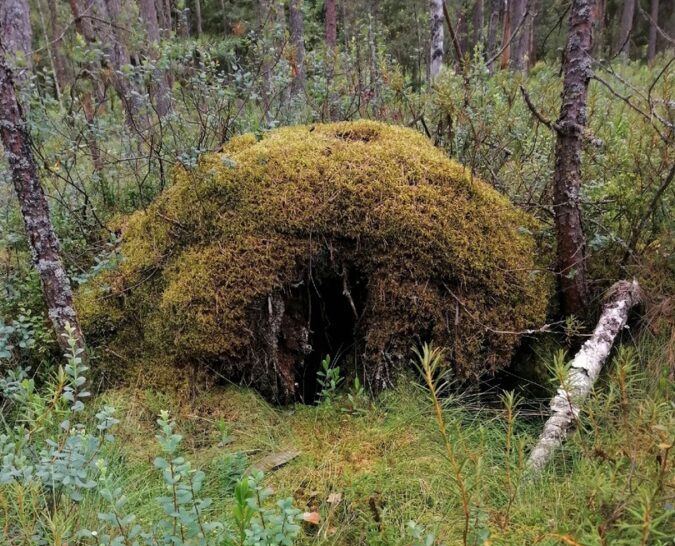 Жители Тверской области заметили в лесу жилище неизвестного существа