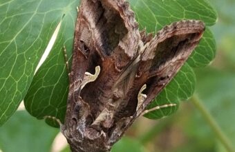 В Тверской области заметили страшную бабочку с бородой В Тверской области заметили страшную бабочку с бородой
