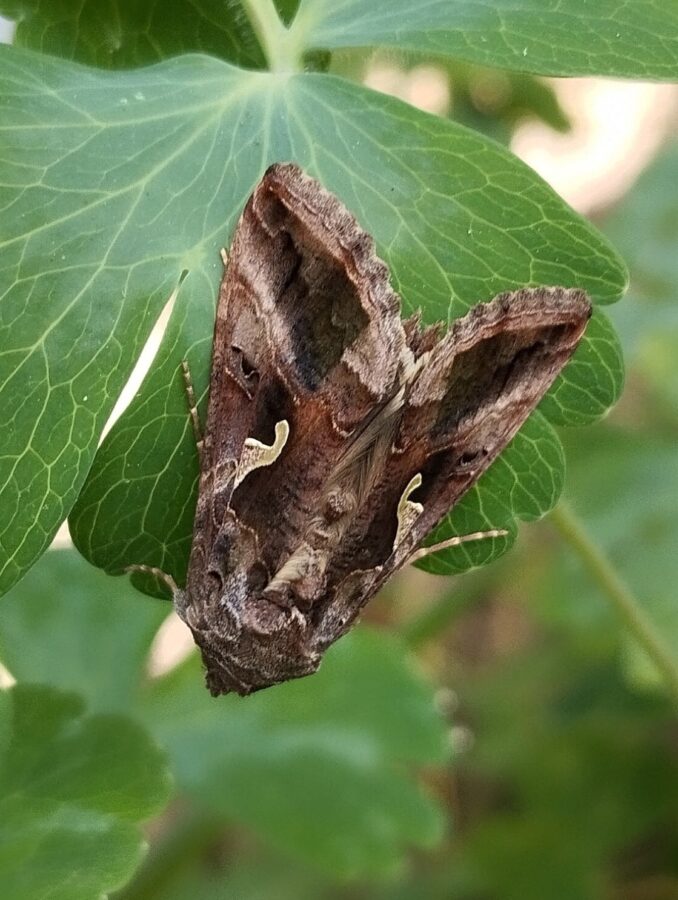 В Тверской области заметили страшную бабочку с бородой