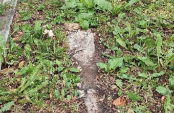 В городе Тверской области разыскивают пропавший газон