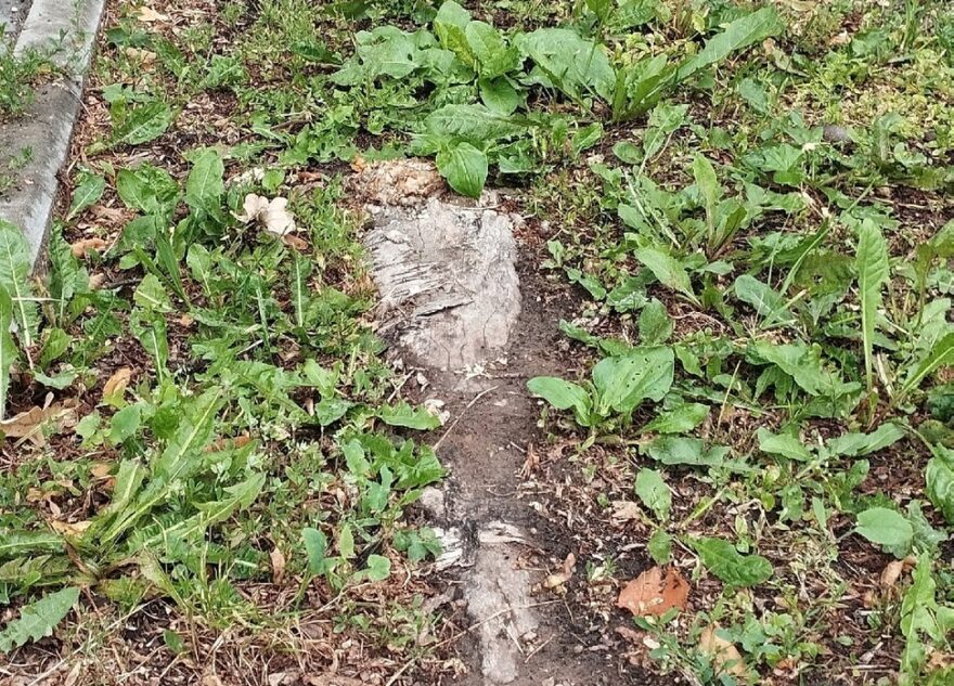 В городе Тверской области разыскивают пропавший газон