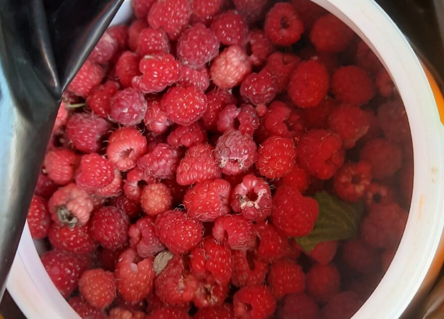 В Тверской области намного раньше срока поспела малина