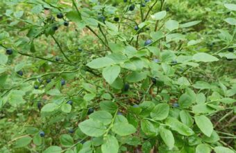 В Тверской области, наконец-то, созрела черника