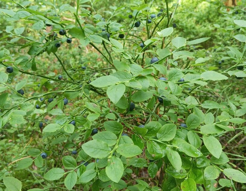 В Тверской области, наконец-то, созрела черника