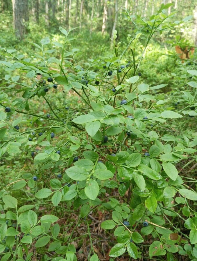 В Тверской области, наконец-то, созрела черника