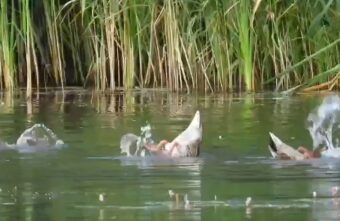 В Тверской области утки-синхронистки выступили с новой программой