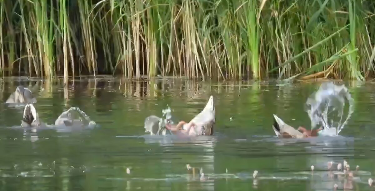 В Тверской области утки-синхронистки выступили с новой программой