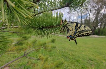 В Тверской области встретили редкую южную бабочку В Тверской области встретили редкую южную бабочку