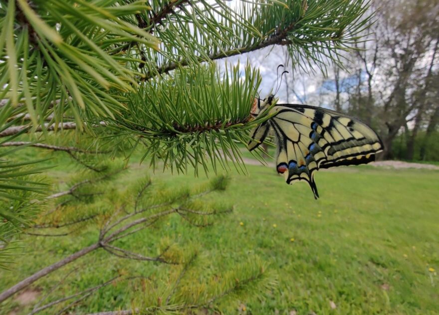 В Тверской области встретили редкую южную бабочку
