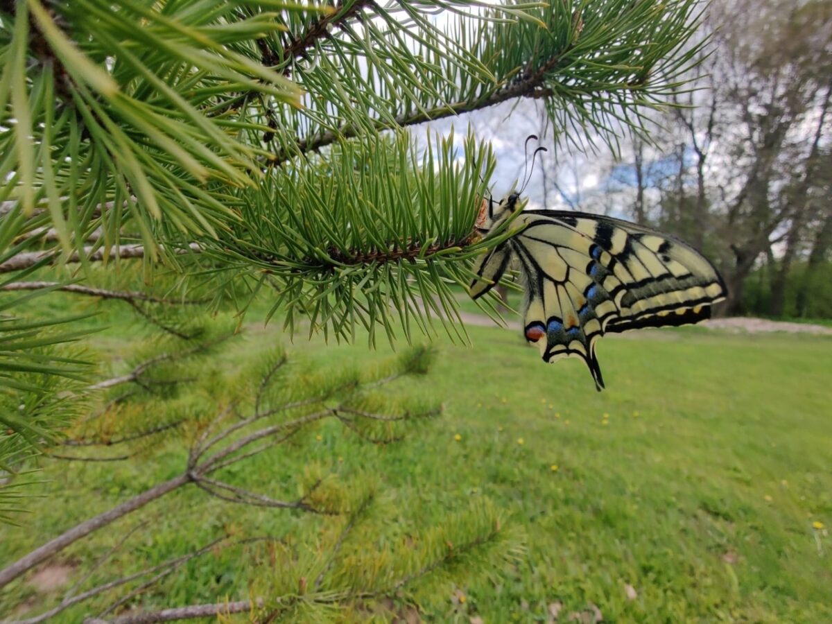 В Тверской области встретили редкую южную бабочку В Тверской области встретили редкую южную бабочку