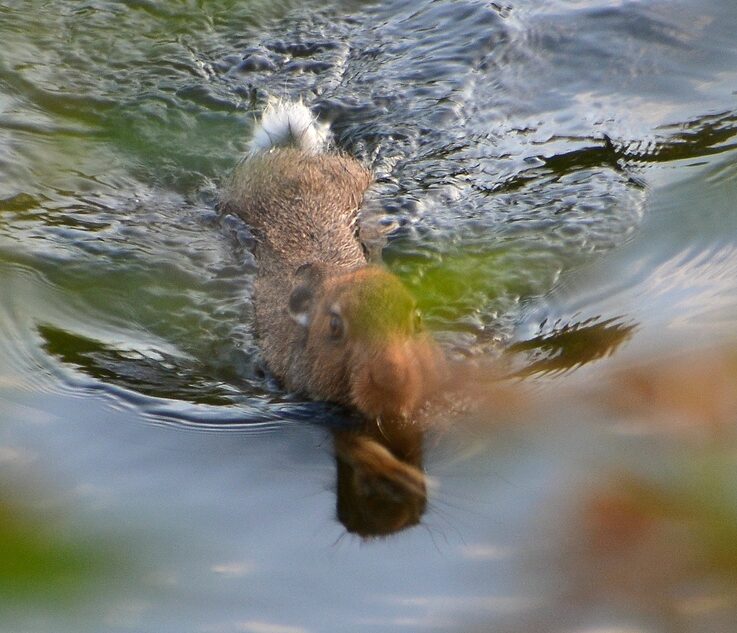 В Тверской области был замечен уникальный заяц-пловец
