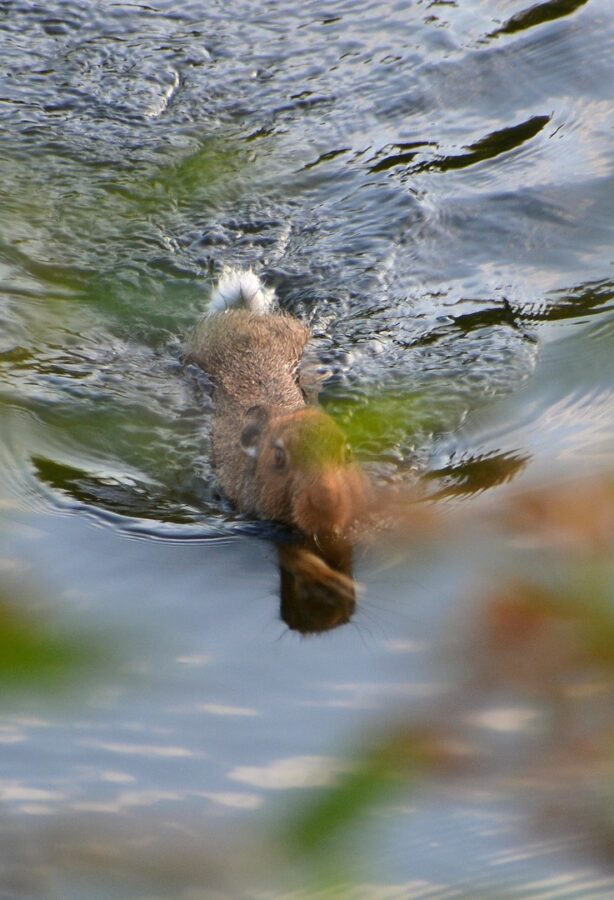 В Тверской области был замечен уникальный заяц-пловец