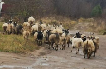 Жителям Тверской области стало невыносимо жить рядом со стадом коз