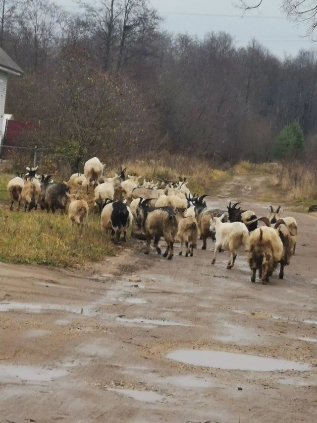 Жителям Тверской области стало невыносимо жить рядом со стадом коз