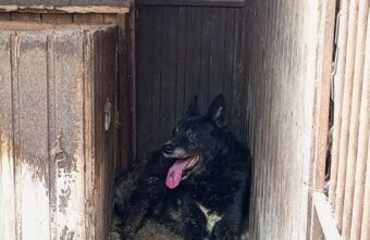 Жительница Тверской области предала свою старую собаку