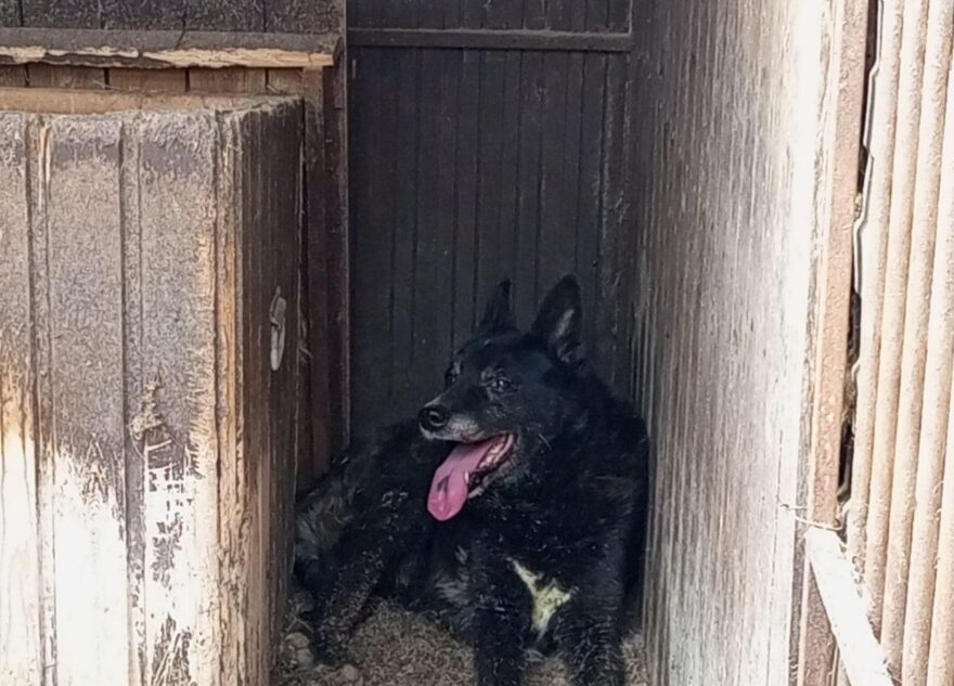 Жительница Тверской области предала свою старую собаку