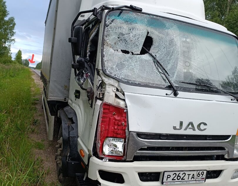 На дороге в Тверской области грузовик насмерть сбил лося