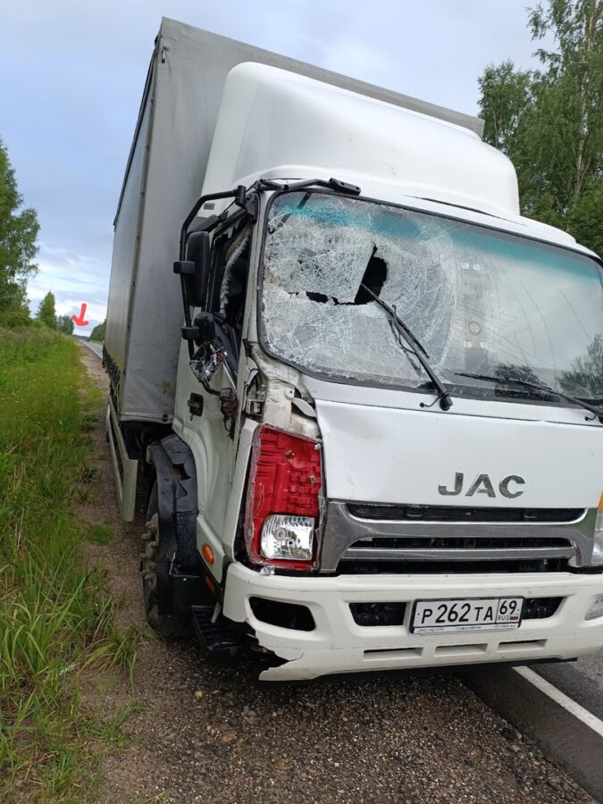 На дороге в Тверской области грузовик насмерть сбил лося