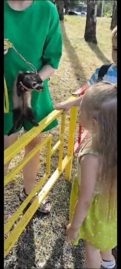 На набережной в Твери хорек укусил ребенка