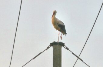 В Тверской области был обнаружен аист-электромонтер