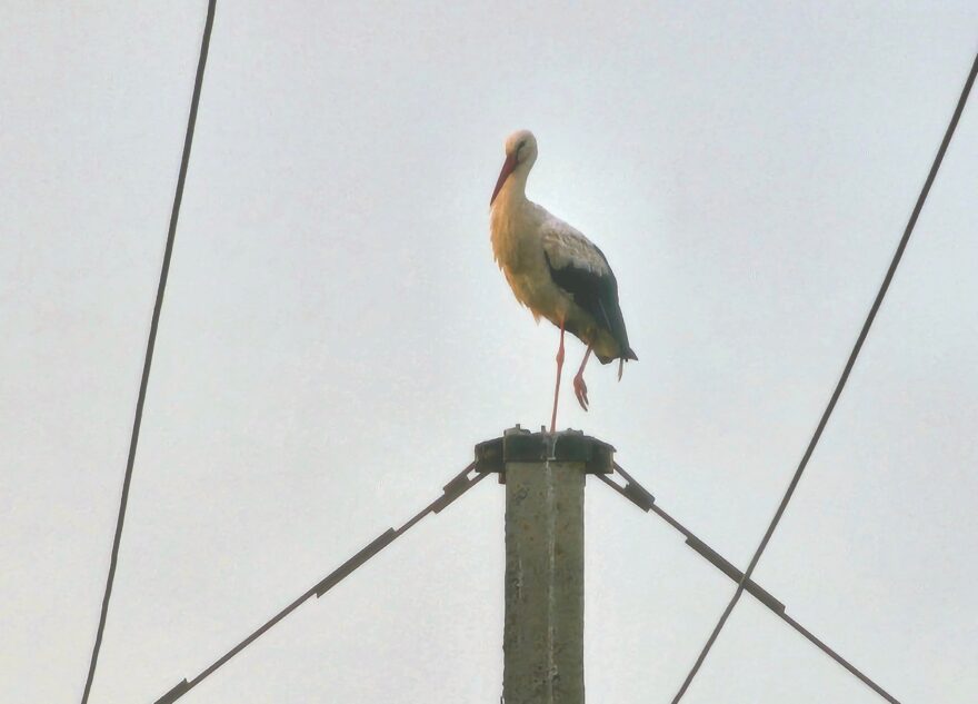 В Тверской области был обнаружен аист-электромонтер
