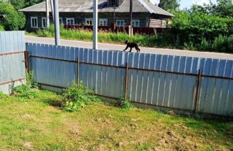 Знаменитого медведя, державшего в страхе район Тверской области, поймали Знаменитого медведя, державшего в страхе район Тверской области, поймали