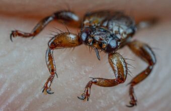 В Тверской области раньше срока началось нашествие лосиных вшей В Тверской области раньше срока началось нашествие лосиных вшей