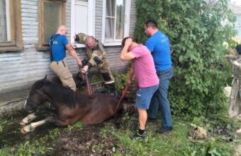 В Тверской области спасли застрявшую в канализационном люке лошадь
