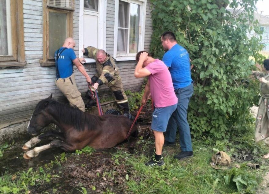 В Тверской области спасли застрявшую в канализационном люке лошадь В Тверской области спасли застрявшую в канализационном люке лошадь