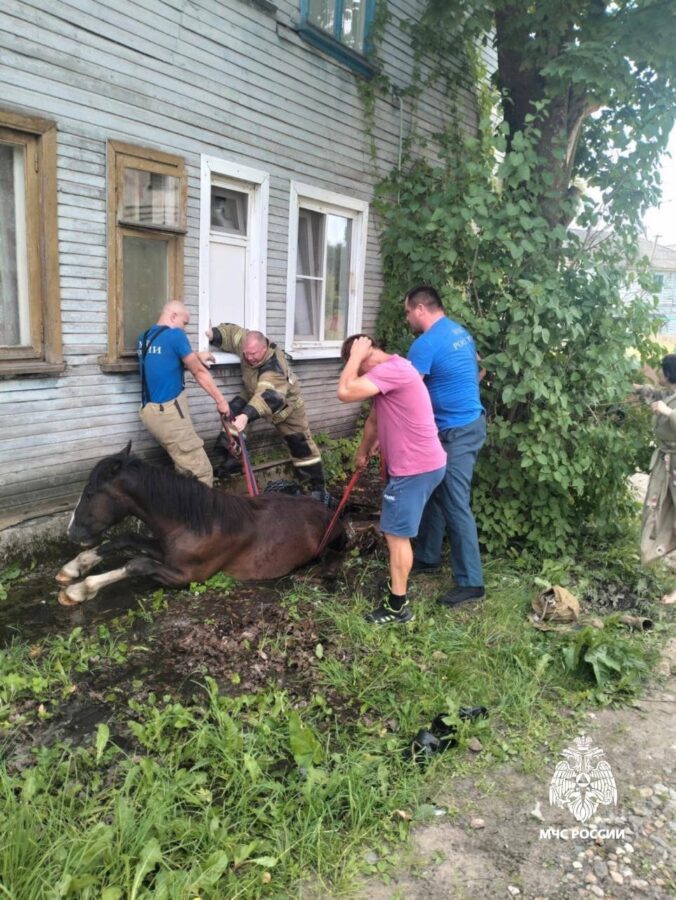 В Тверской области спасли застрявшую в канализационном люке лошадь В Тверской области спасли застрявшую в канализационном люке лошадь