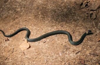 Города Тверской области атакуют большие гадюки