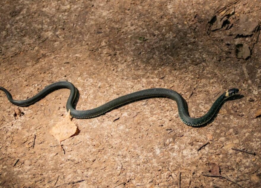 Города Тверской области атакуют большие гадюки