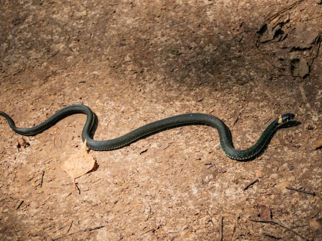 Города Тверской области атакуют большие гадюки