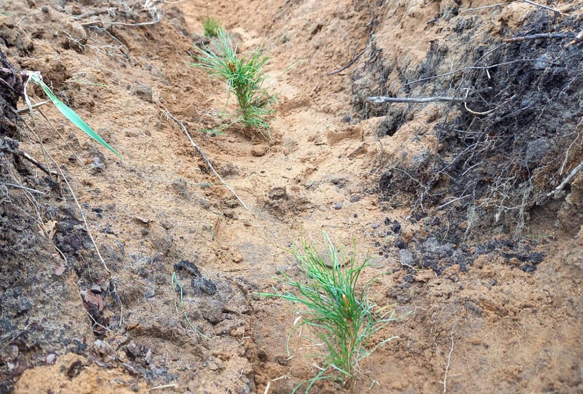 Тверская область заняла 1 место по количеству высаженных деревьев в акции «Сад памяти»
