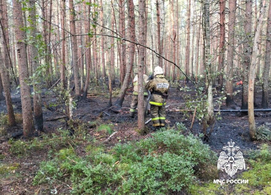 В Тверской области ликвидировали тление лесной подстилки