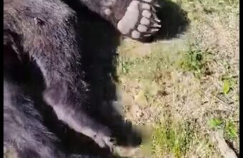 В Тверской области усыпили медведя, выбегающего в город к людям