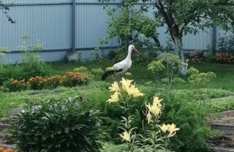 В Тверской области погиб известный аист Гоша