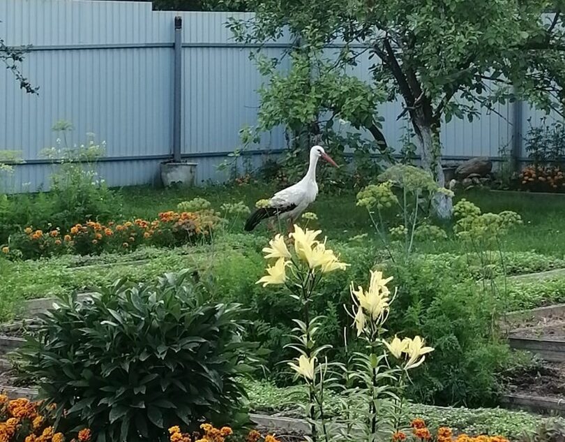 В Тверской области погиб известный аист Гоша