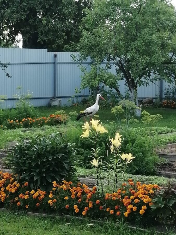 В Тверской области погиб известный аист Гоша