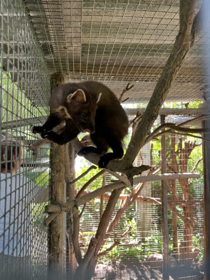 В Тверской области куница отгрызла себе хвост на глазах у людей