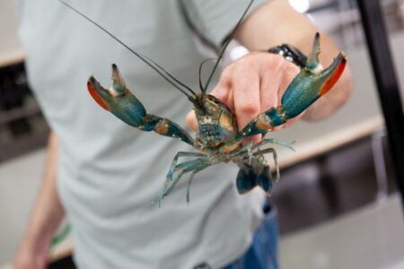 В Тверской области москвич лишился сбережений при покупке раков В Тверской области москвич лишился сбережений при покупке раков
