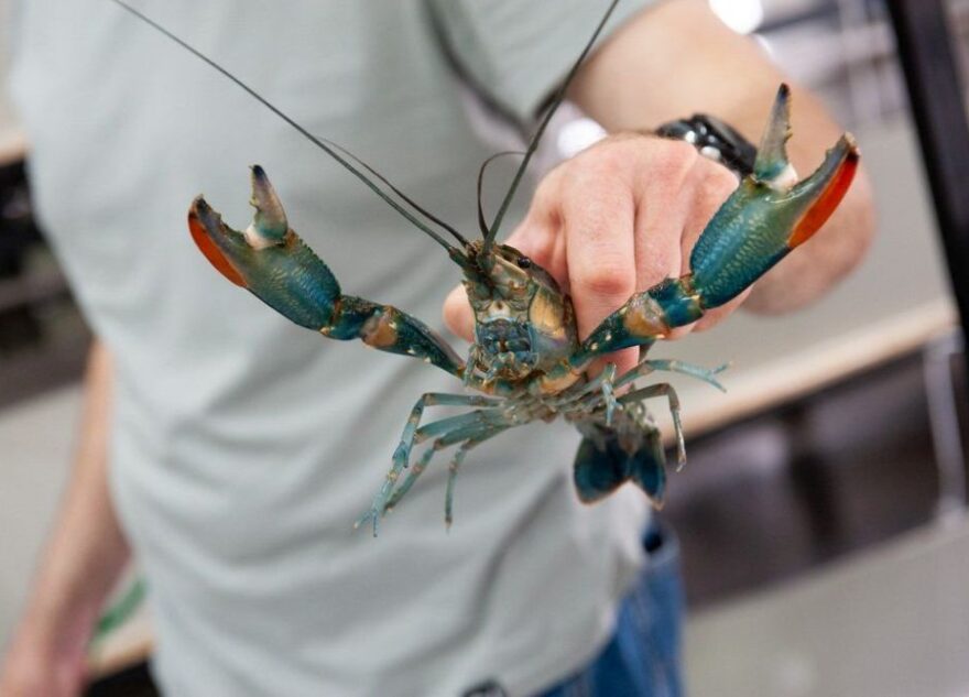 В Тверской области москвич лишился сбережений при покупке раков