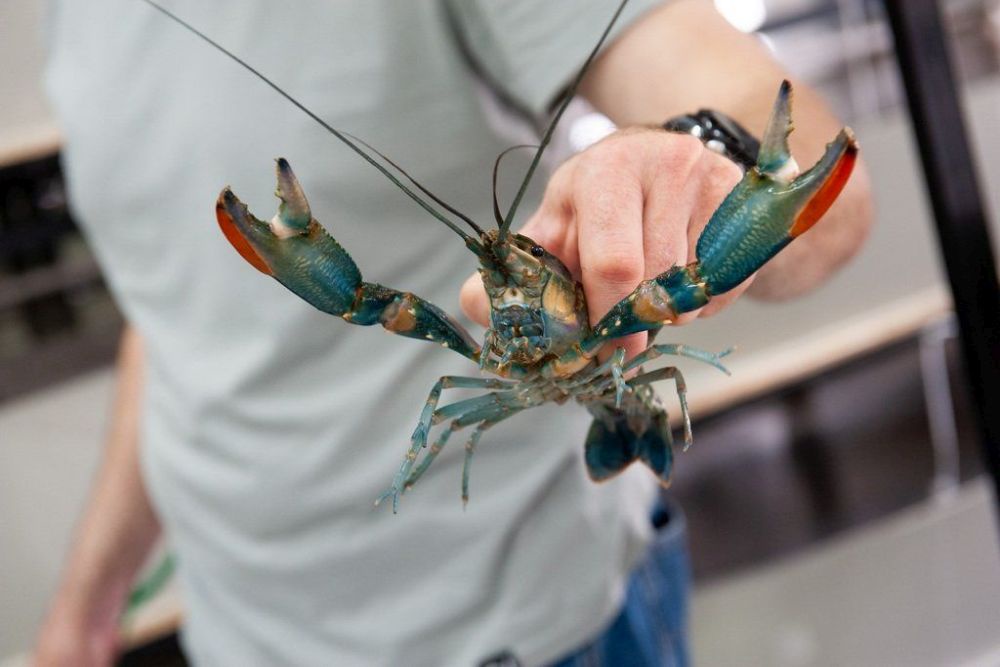 В Тверской области москвич лишился сбережений при покупке раков