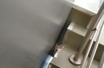 В Твери отважная женщина разгромила ТЦ ради спасения застрявшего кота