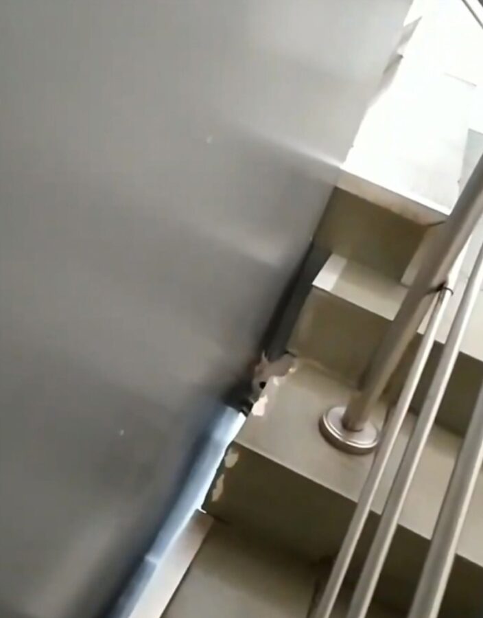 В Твери отважная женщина разгромила ТЦ ради спасения застрявшего кота