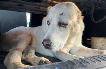 Под Тверью поймали собаку, которая напала на жителей деревни Под Тверью поймали собаку, которая напала на жителей деревни