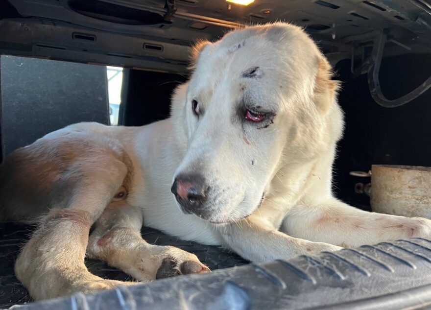 Под Тверью поймали собаку, которая напала на жителей деревни
