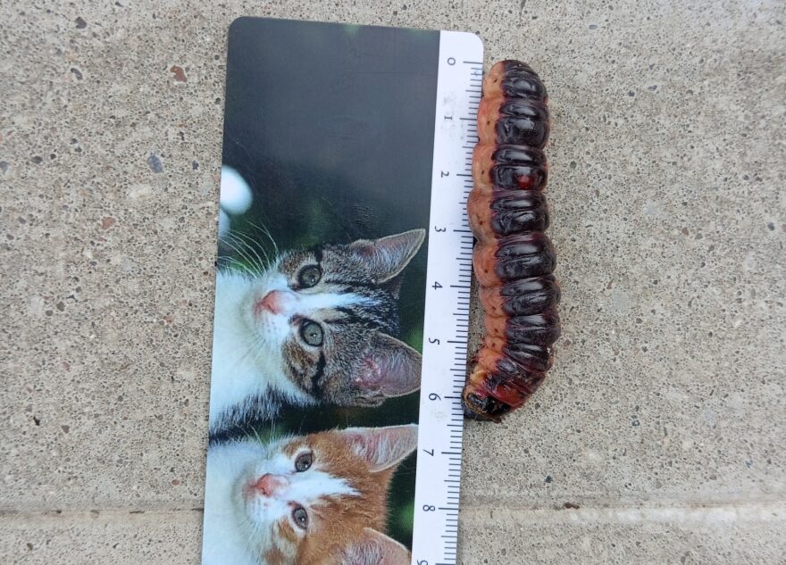 В Тверской области появились опасные гусеницы