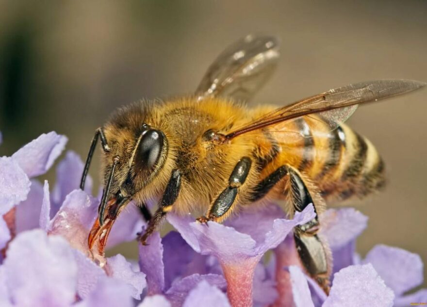 Специалисты Тверской испытательной лаборатории зарегистрировали очередной случай варроатоза
